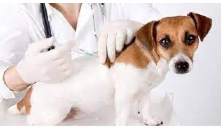 Očkovanie psov proti besnote 25.08.2023